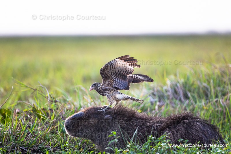 Caracara & Capybara