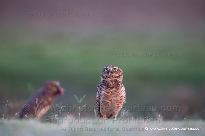 Burrowing Owl