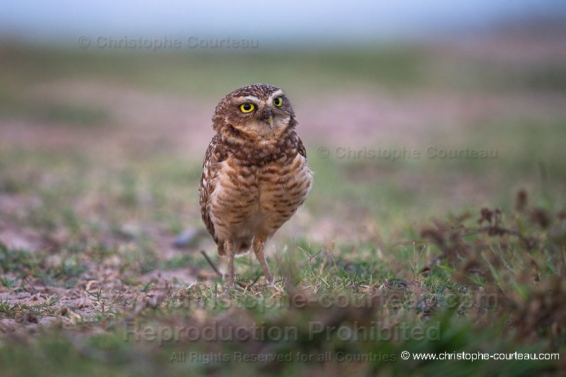 Burrowing Owl