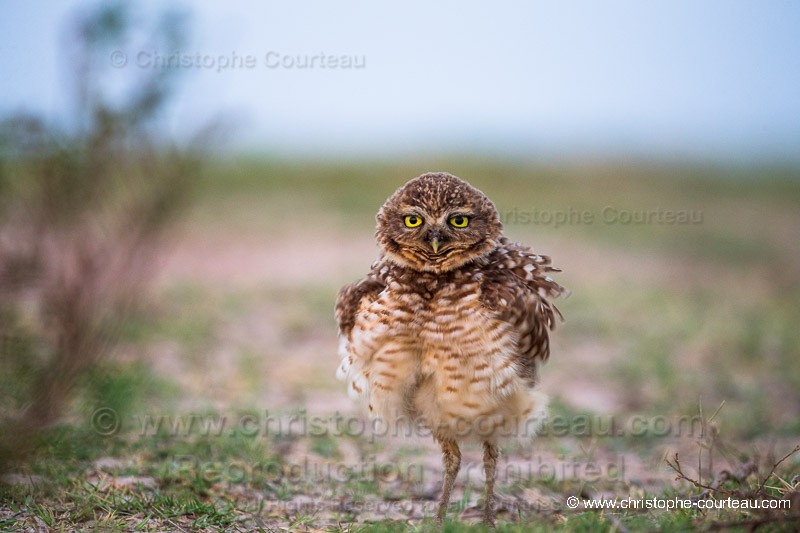 Burrowing Owl