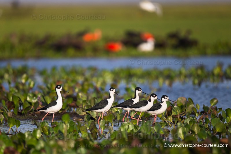 Black-necked Stilts