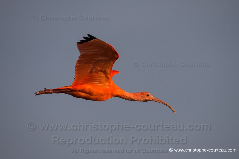 Scarlet Ibis