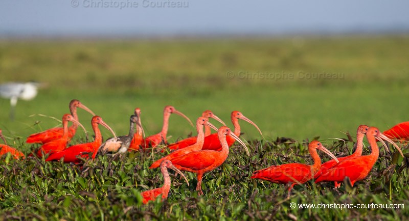 Scarlet Ibis