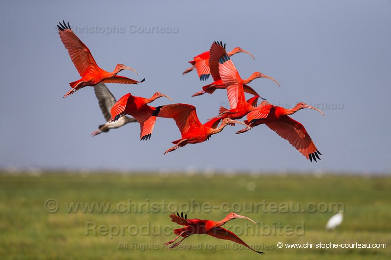 Scarlet Ibis