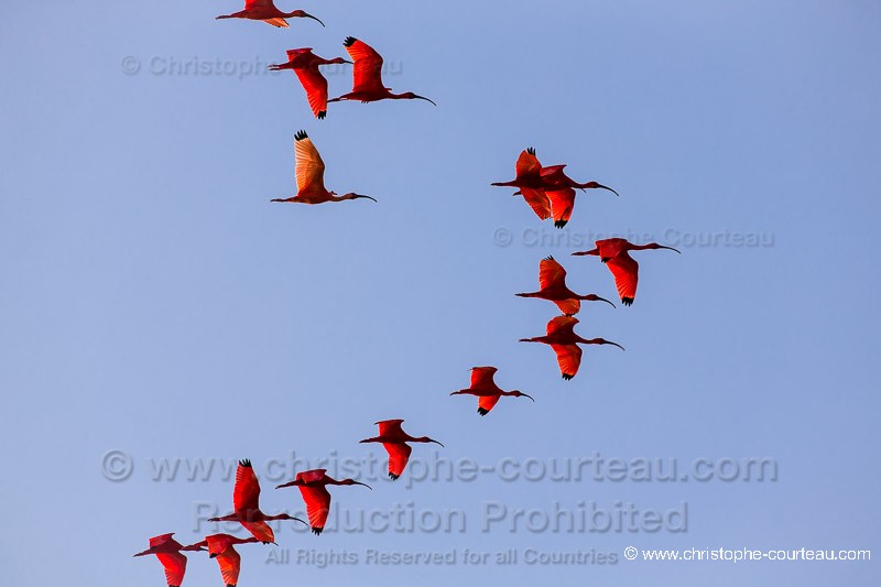 Scarlet Ibis