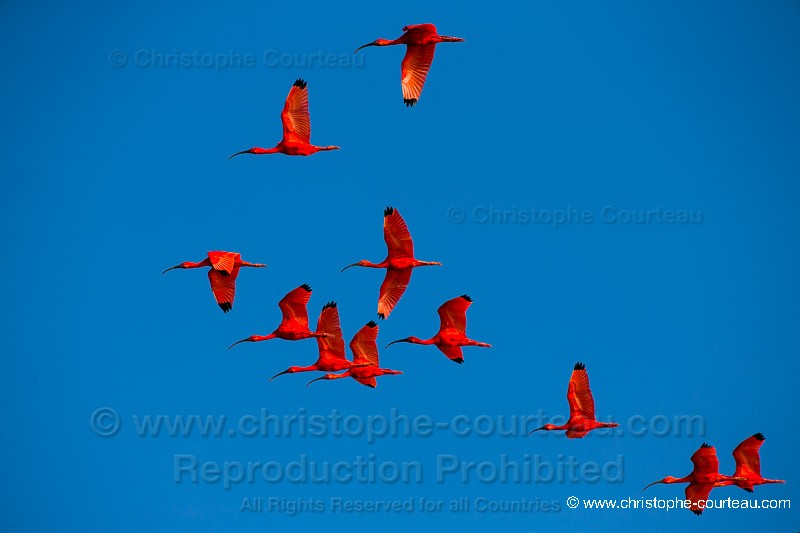 Ibis rouges