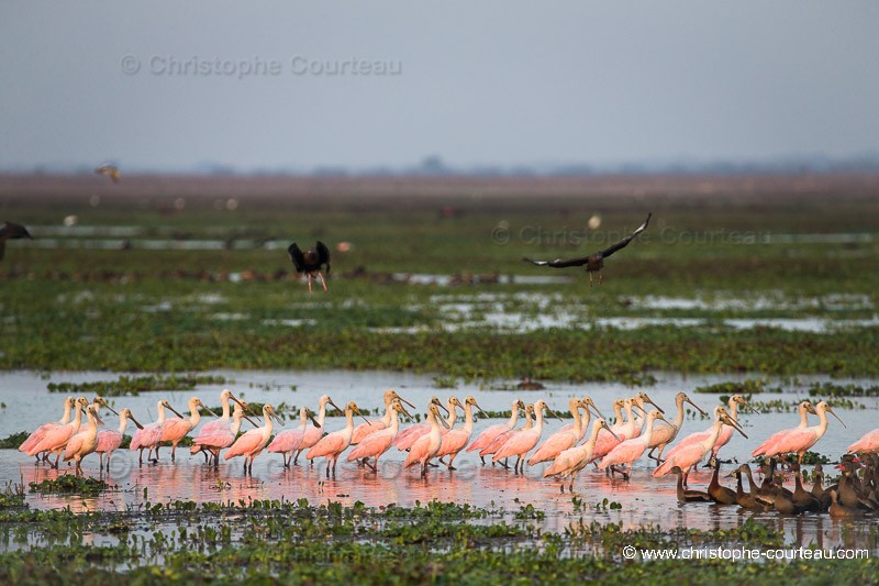 Roseate SPOONBILLS