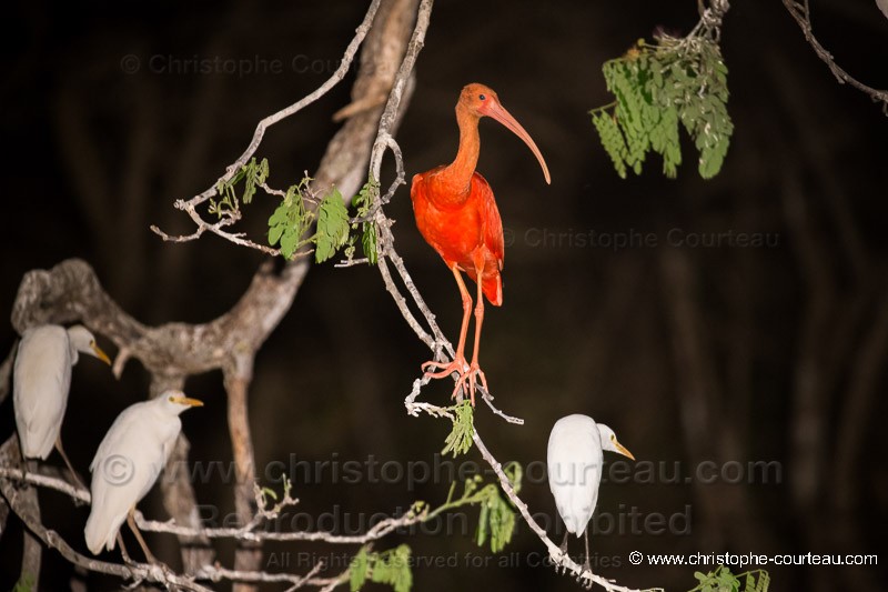 Scarlet Ibis