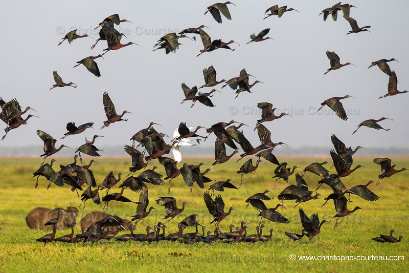 Bare-Faced Ibis