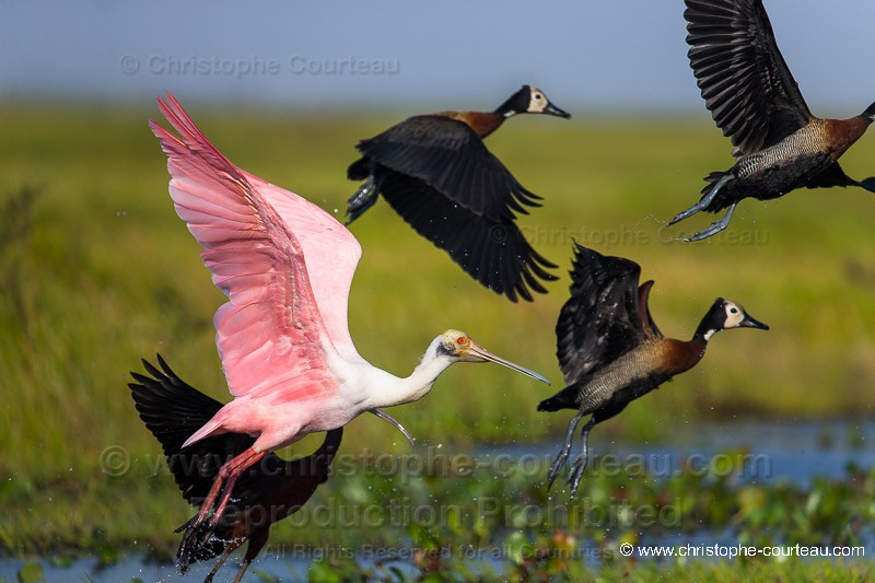 Roseate SPOONBILL