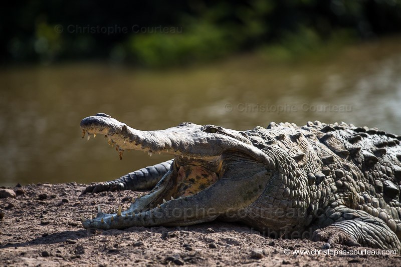 Orinoco Crocodile