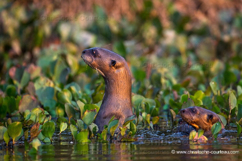 Amazonian Otters