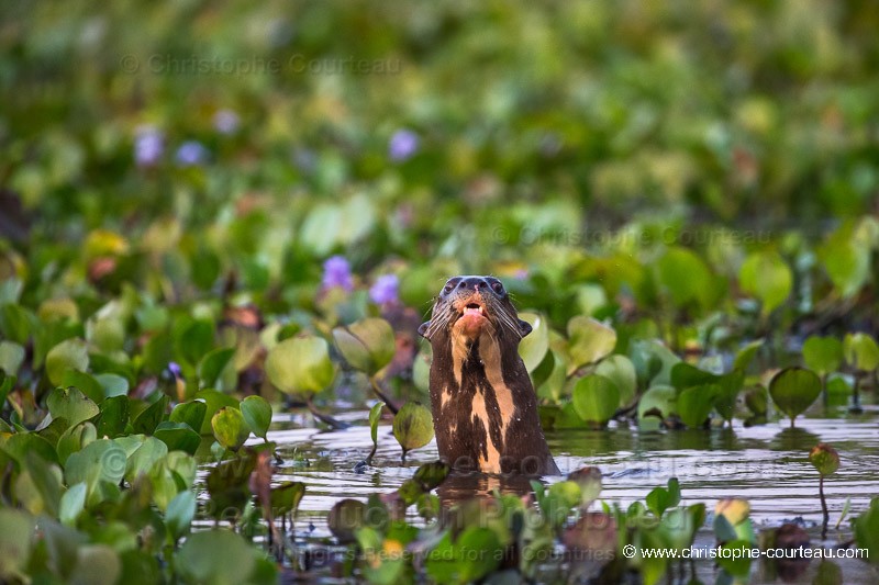 Amazonian Otter