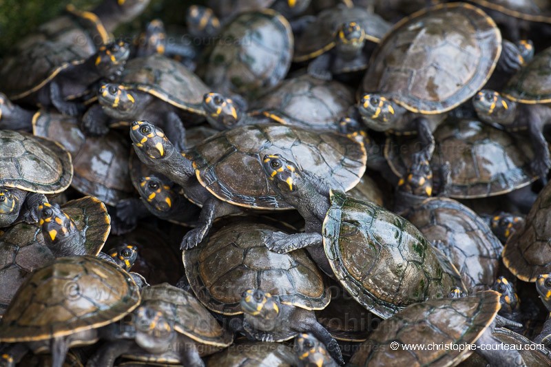 Tortues de l'Ornoque