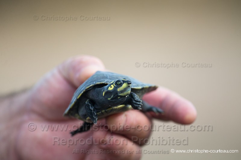 Arrau River turtle