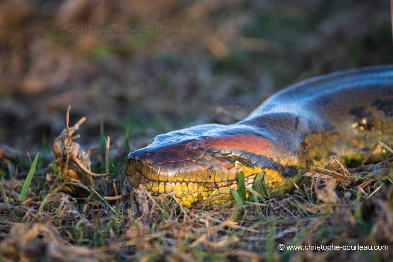 Giant Anaconda