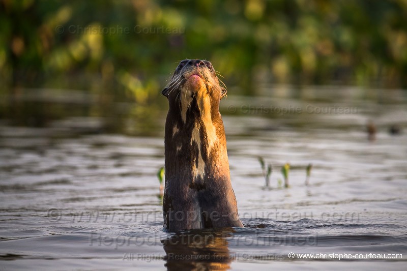 Loutre gante du Brsil