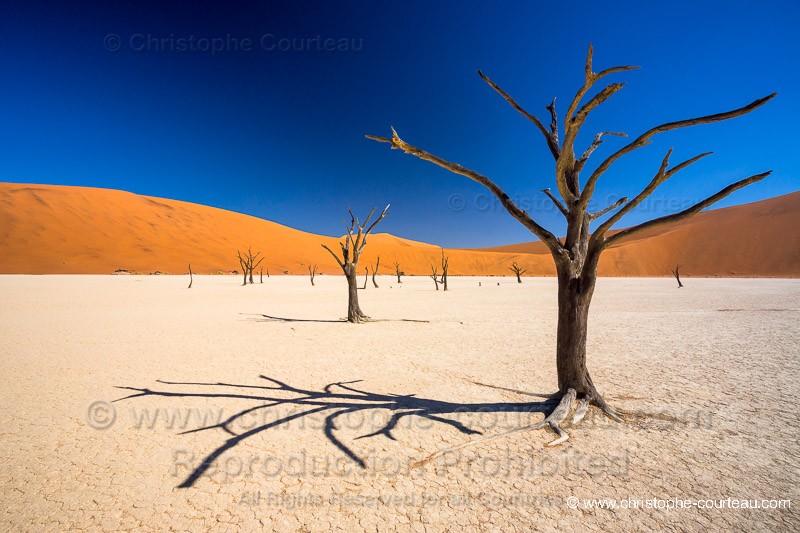 Dead Vlei Tress