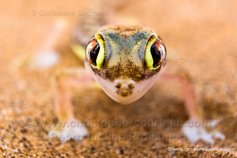 Web-footed gecko