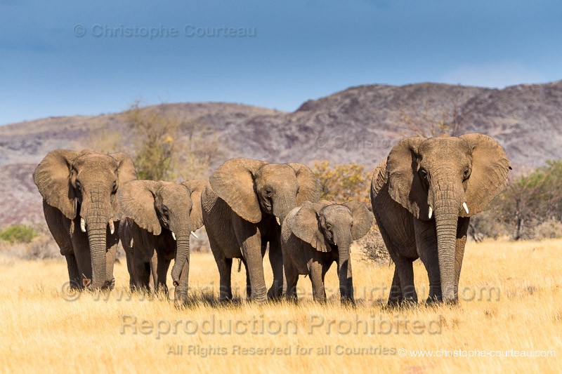 Dwelling Desert Elephants