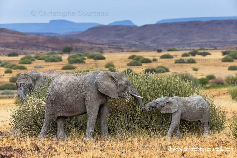 Dwelling Desert Elephants