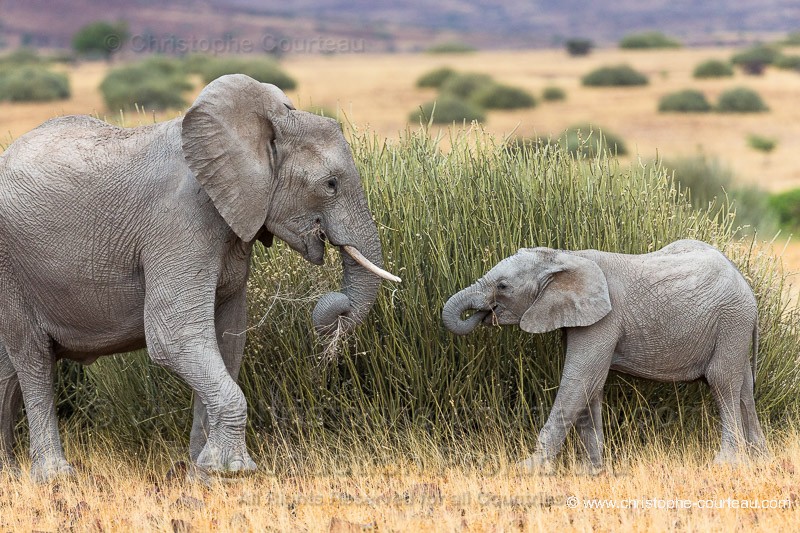 Dwelling Desert Elephants