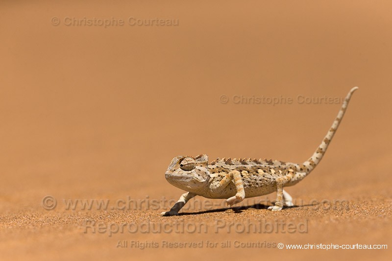 Namaqua Chameleon