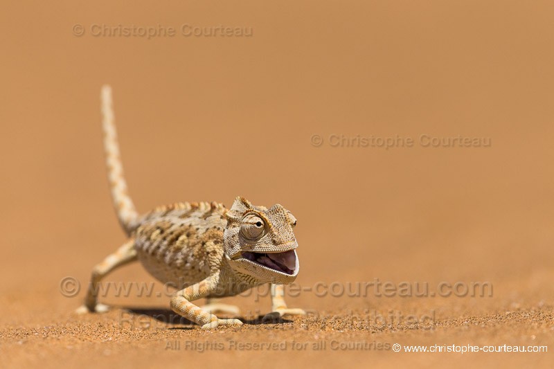 Namaqua Chameleon