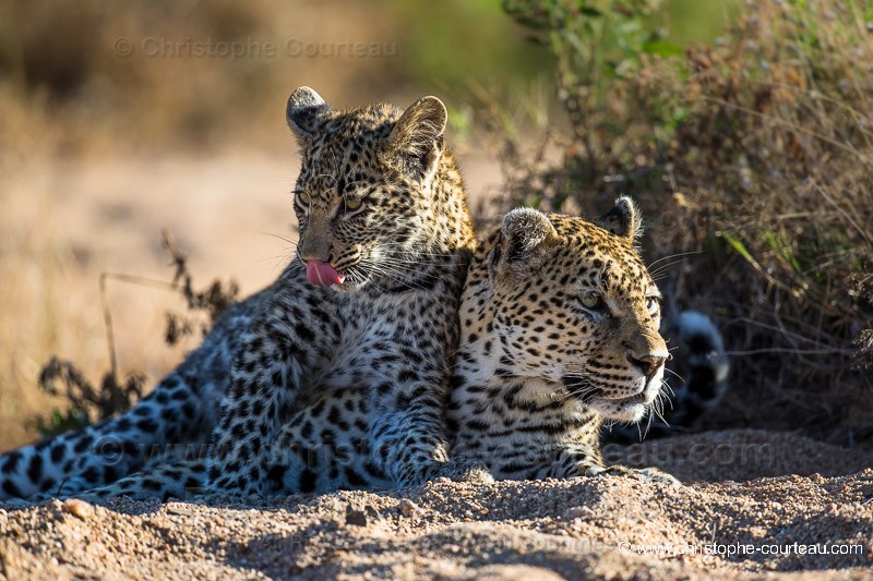 Leopard, mother and cub