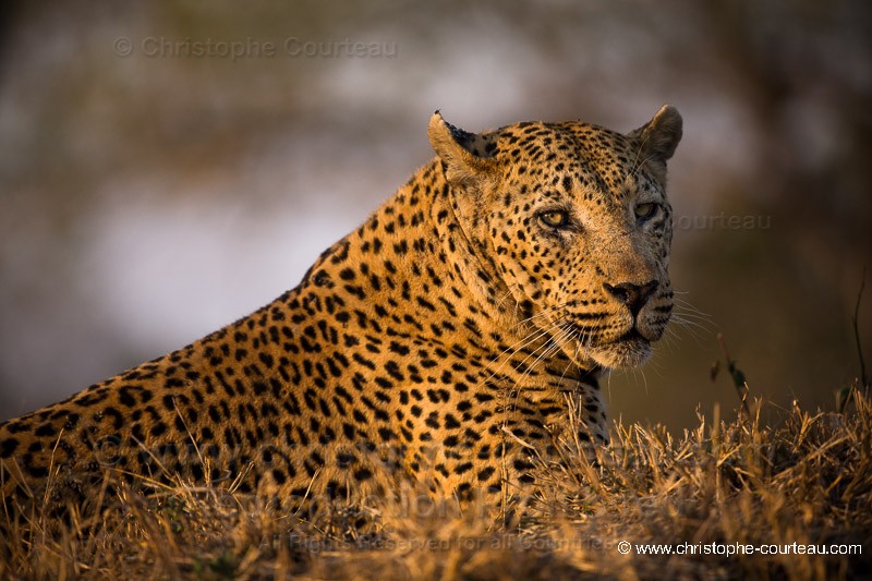 Big Male Leopard