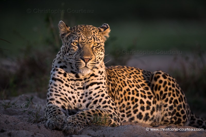 Male Leopard