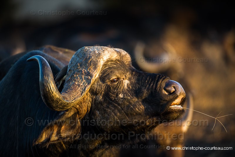 Cape Buffalo