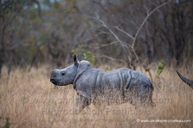 Rhinoceros blanc