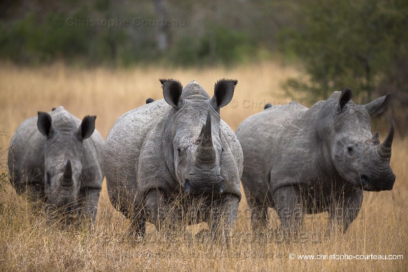 Rhinoceros blanc