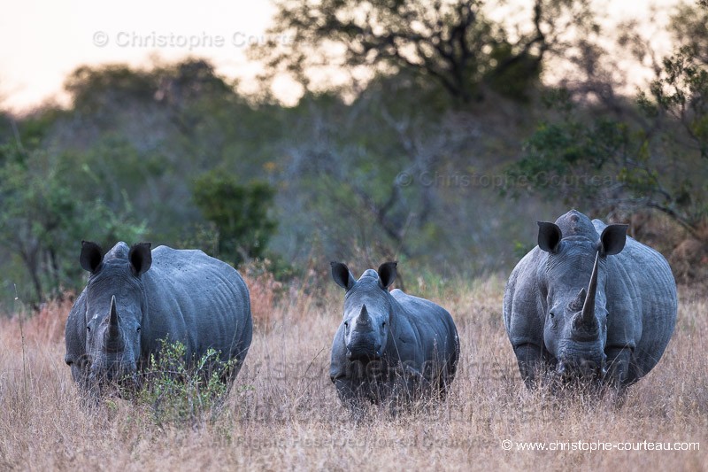 White Rhinoceros