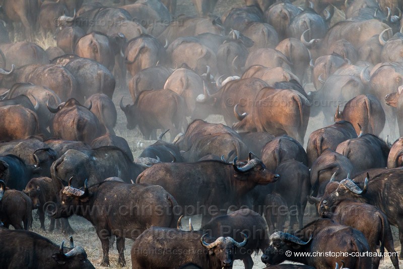 Cape Buffalo Herd