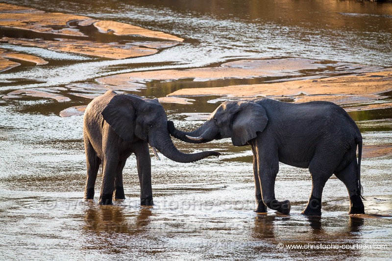 Elphants d'Afrique