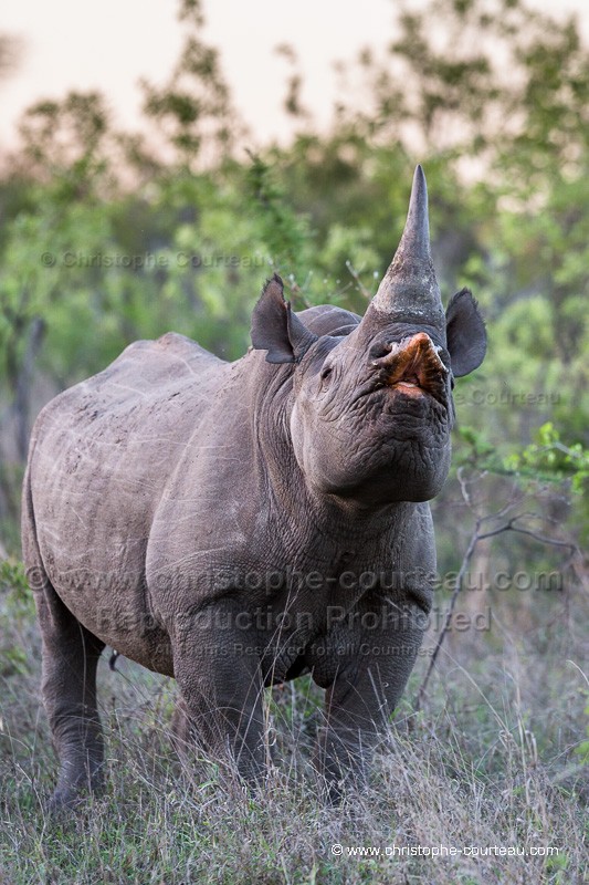 Black Rhinoceros