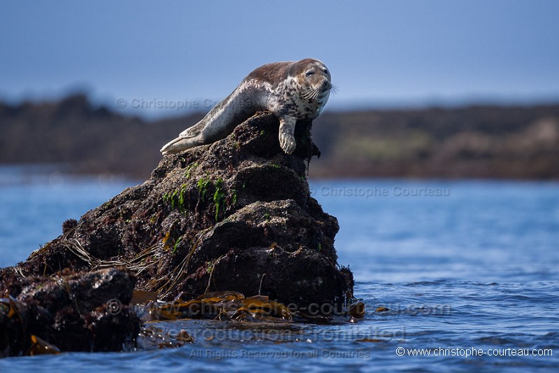 Phoque gris en Bretagne