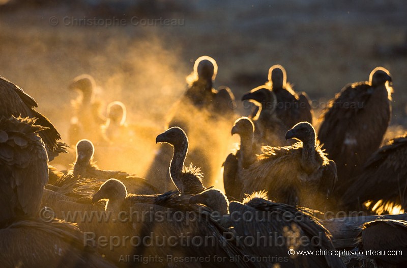 Vultures feeding on a carcass