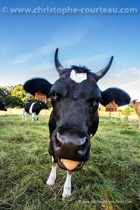 Vache de race Bretonne Pie Noir.