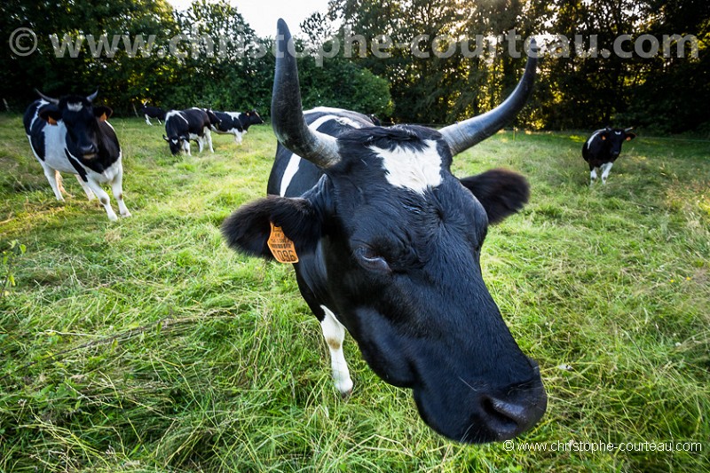 Vache de race Bretonne Pie Noir.