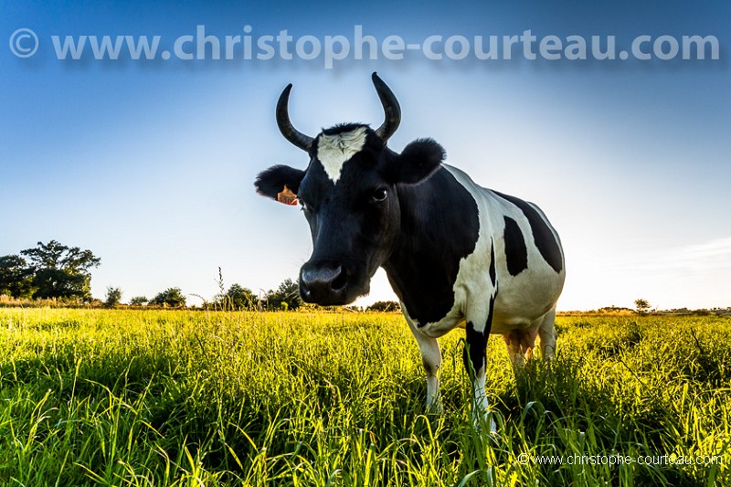 French Cattle Bretonne Pie Noir.