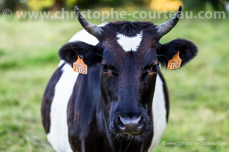 French Cattle Bretonne Pie Noir