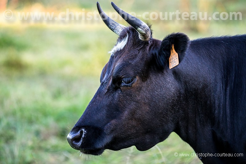 French Cattle Bretonne Pie Noir - portrait