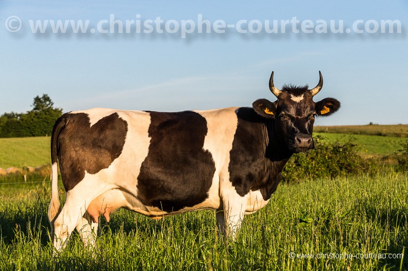 Vache de race Bretonne Pie Noir