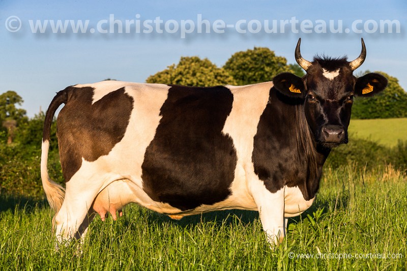 Vache de race Bretonne Pie Noir