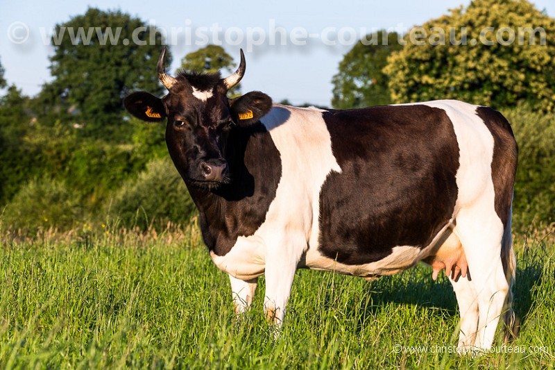 Vache de race Bretonne Pie Noir