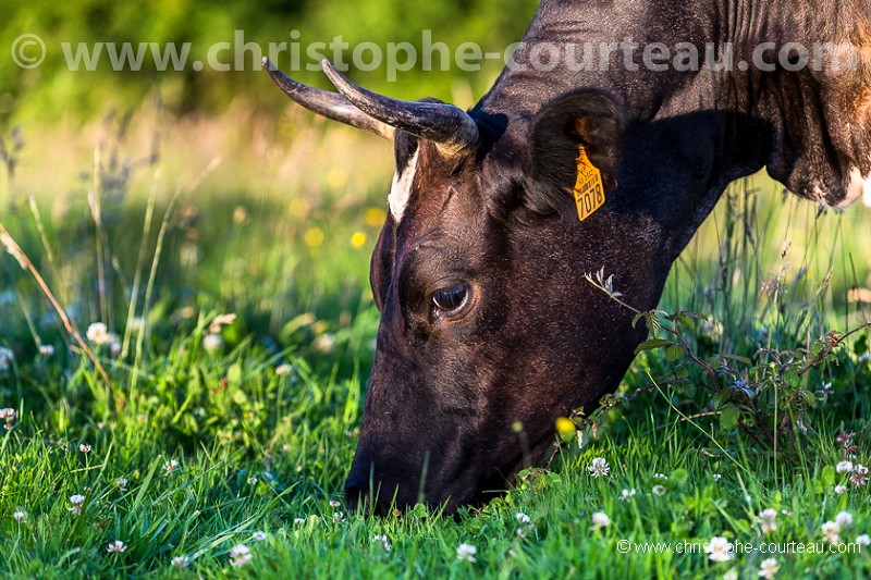 French Cattle Bretonne Pie Noir