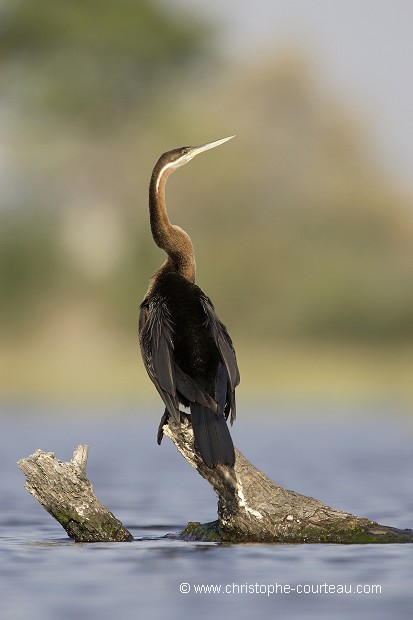 Anhinga d'Afrique